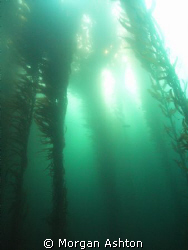 Monterey. Taken with a Sea and Sea DX-1G with wide-angle ... by Morgan Ashton 